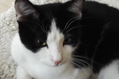catsitting 1