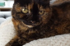 catsitting 2