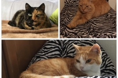 catsitting
